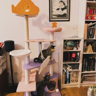 NEW CAT TREE! 
Finn and Fleur have already settled in and are playing like crazy 🐾 
I’ll work hard to provide for my little troublemakers 🥹